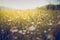 Summer meadow landscape. Sunshine, wildflowers blurred background, bokeh