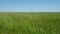 Summer meadow with long grass gently blowing in the wind