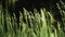 Summer meadow with long grass gently blowing in the wind, slow motion shot.