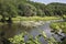 Summer meadow next to the Semois river