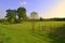 Summer meadow with old oaks in the territory of Lower Morava