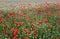 The summer meadow with poppies in the lawn