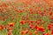 Summer Meadow / Poppy Field