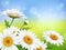 Summer meadow with realistic daisy, camomile flowers on transparent background. Vector illustration