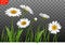 Summer meadow with realistic daisy, camomile flowers on transparent background. Vector illustration