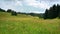 Summer meadow, surrounded by coniferous trees