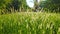 Summer meadow surrounded by trees. Lush green grass with tall fluffy spikelets