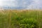 Summer meadow. Tall lush grass closeup. Pasture