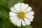 Summer meadow tropical flower with yellow stamen and white petals.