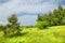 Summer Meadow. young trees. birch and pine