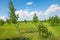 Summer Meadow. young trees. birch and pine