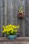 Summer medical flowers - st.Johns wort and echinacea herbs bunch on wooden wall