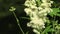 Summer medical herb meadowsweet flowers and bumblebee