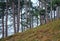 Summer misty pine forest on hill