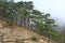 Summer misty pine forest on hill