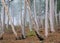 Summer misty pine forest on hill