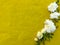 Summer mockup. Bouquet of white bush roses on yellow background. Wedding concept