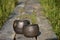 Summer mood with closeup of two unique handmade black pottery pots in morning sunlight