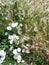 Summer mood. Wild cereal plants and common bindweed. Maturing ears and white inflorescences.