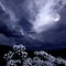 Summer moon night in the blossoming garden, flowers in moonlight