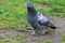 Summer morning a beautiful white-blue pigeon stands in the grass of a city park