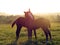 Summer morning. Horses.