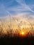 Summer morning sunset grass meadow silhouette background