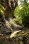 Summer mountain creek in precipitous gorge with layered rocks and green trees with fresh bright leaves on branches in sunbeams.