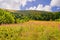 Summer mountain landscape with flowers willow-herb in the foreground