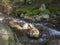 Summer mountain stream Smrecianka creek with stones and boulders, moss, fern and trees in Western Tatras mountains