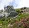 Summer mountainscape with rocks and pink flowers among the green grass, and the sky with white clouds