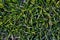 Summer mown grass texture, top view, rich green background