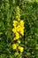 In the summer, mullein Verbascum blooms in the wild