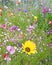 Summer multi coloured meadow small garden flowers plants