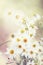 Summer natural background with flowers chamomile, blurred and to