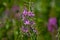 Summer natural backround: beautiful purple Ivan-tea flowers with flying wasp on a sunny green medow