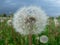 Summer in natural meadow with closeup of dandelions seeds in rain