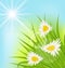 Summer nature background with daisy, grass, blue sky, sunny rays