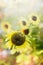 Summer nature background with sunflowers , close up