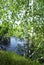 Summer nature. Birches by the river