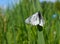 Summer nature, butterfly Large White