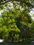 Summer nature green tree foliage branch road landscape park outdoor photo