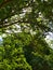 Summer nature green tree foliage branch view park outdoor photo