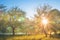 Summer nature landscape in blossoming apple garden. Bright sun backlight through trees in orchard