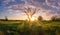 Summer nature landscape at sunrise. Beautiful sunrays through old tree on meadow