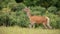 Summer nature scenery of wild red deer hind