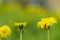 summer, nature, spring, freshness - close up background of field fresh wild natural flower plant on spring meadow in hot