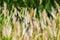 Summer nature wheat grass field landscapes rural