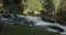 Summer in Norway. Beautiful forest with coniferous trees and a river.