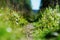 Summer Norway forest path backdrop